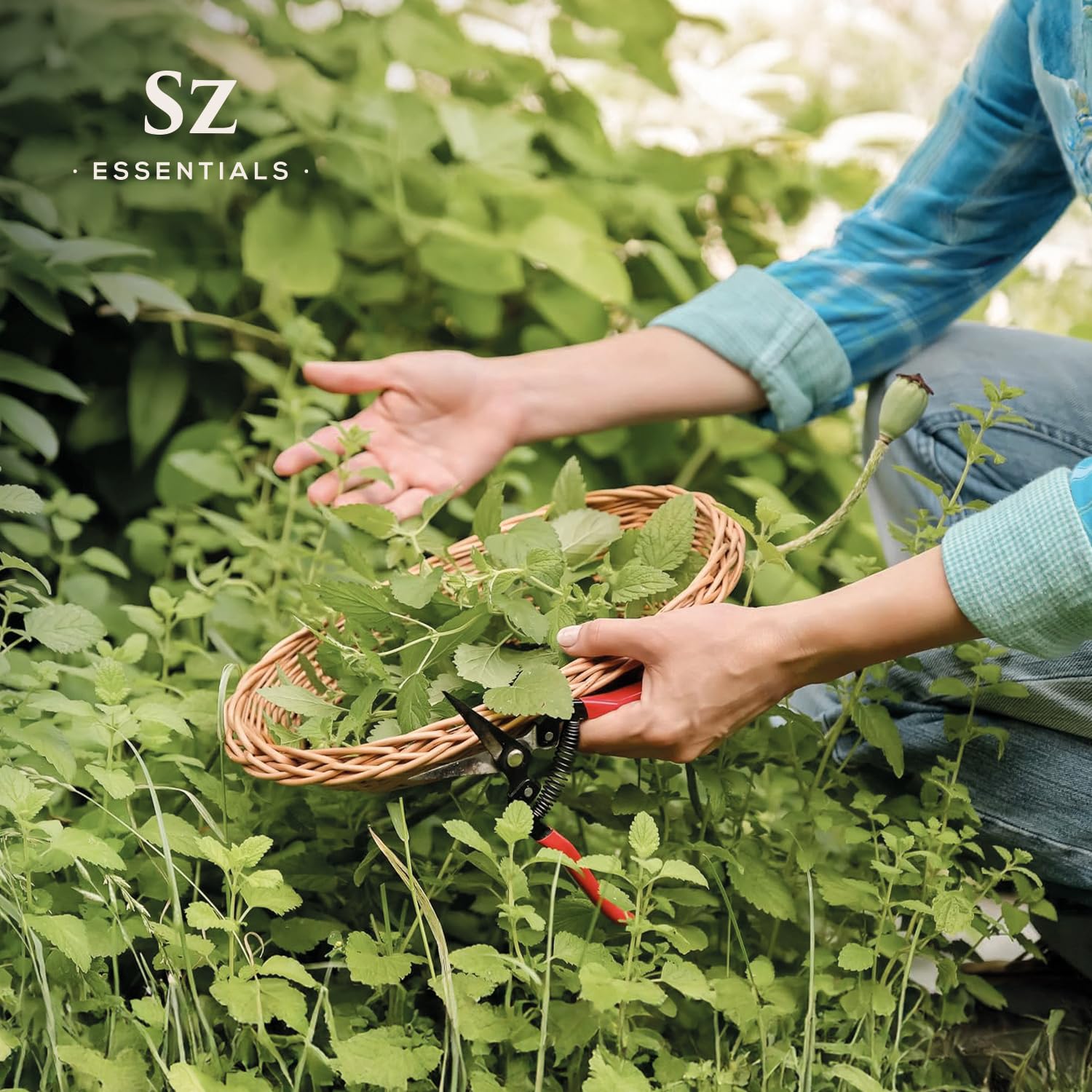 Sz Essentials - Melissa Essential Oil - Aka Lemon Balm - 100% Pure and Undiluted - Extracted from Melissa Officinalis - Sweet &