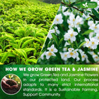 Premium Jasmine Green Tea Bags