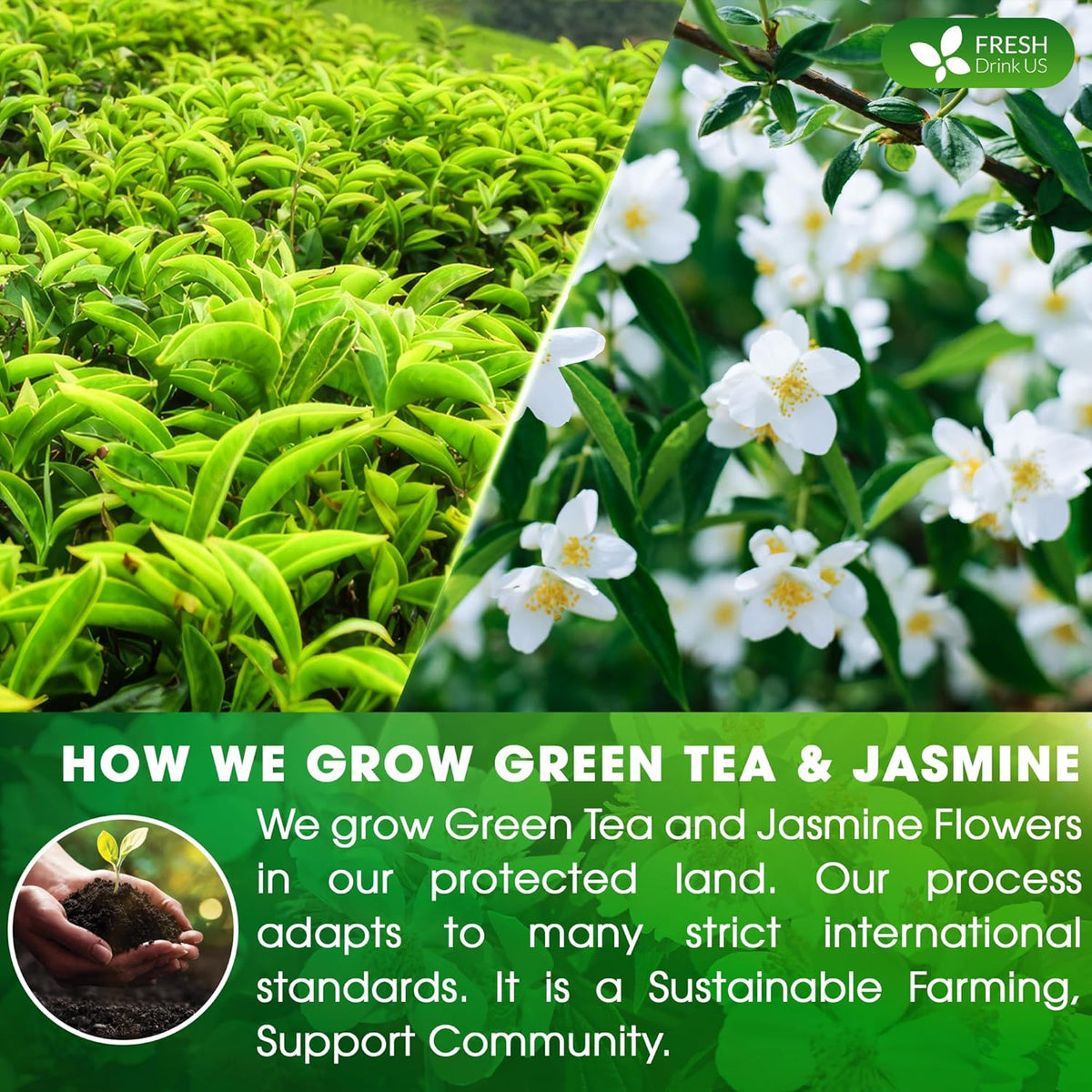 Premium Jasmine Green Tea Bags