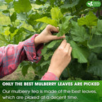 Premium Mulberry Leaf Tea Bags