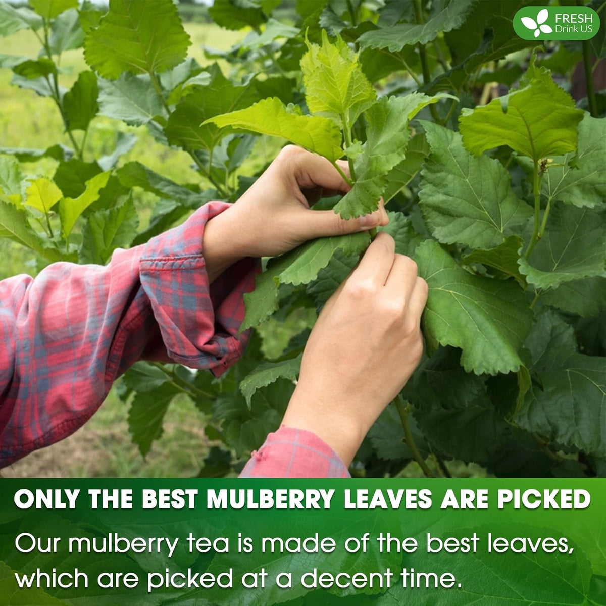Premium Mulberry Leaf Tea Bags