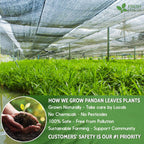 Natural Pandan Leaves Dried, No Additives, No Caffeine, Vegan