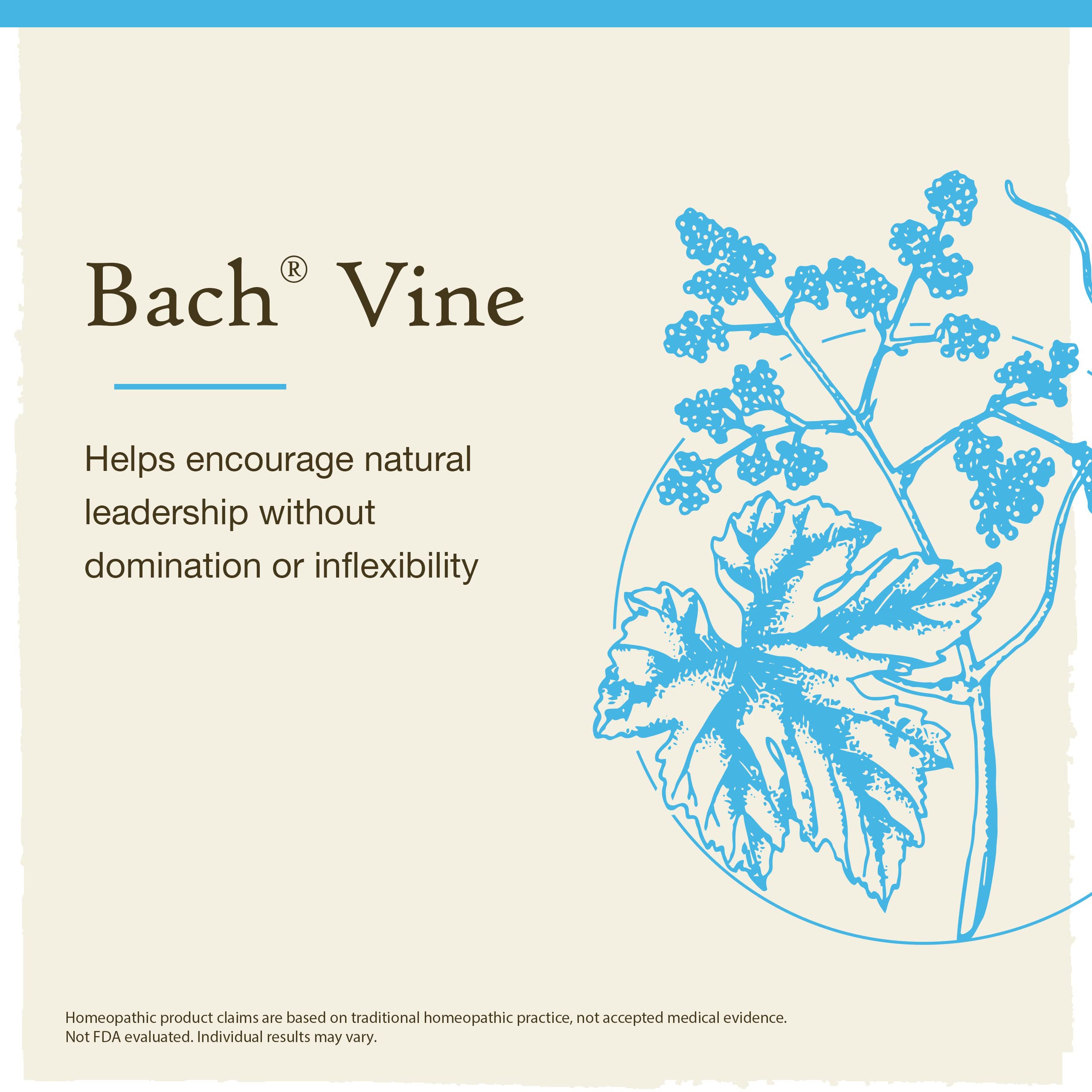 Bach Original Flower Remedies, Vine for Motivation, Natural Homeopathic Flower Essence, Holiday Gift for Him or Her, Vegan, 20mL