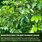 Premium Soursop Graviola Leaf Tea Bags