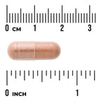 Pycnogenol