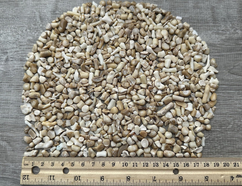 GAF TREASURES 2 oz Lot Natural Semi Tumbled Gemstone Chips, Crushed Mini Crystals, Undrilled Crystal Chips (White Bamboo Coral)