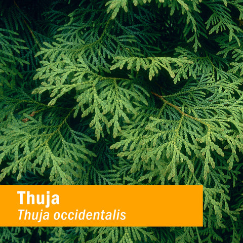 Thuja