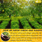 Premium Lemon Ginger Tea Bags