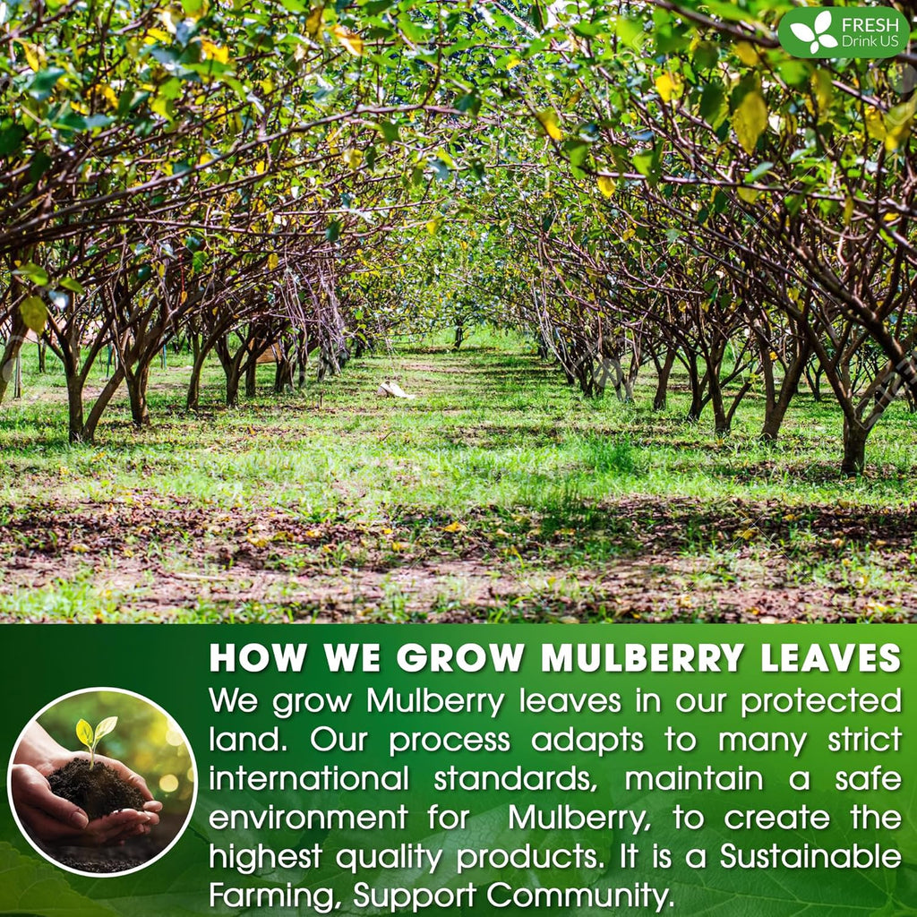 Premium Mulberry Leaf Tea Bags