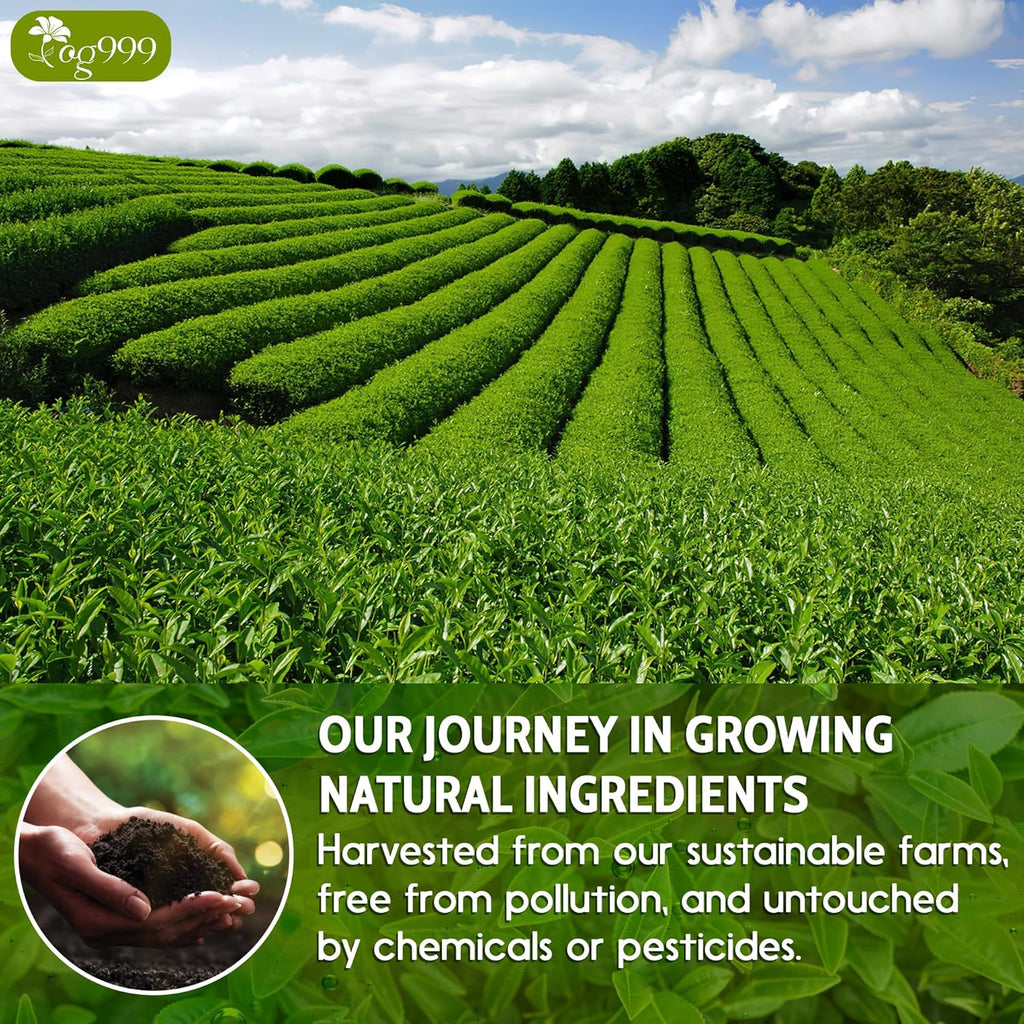 Premium Sencha Green Tea Bags