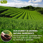 Premium Sencha Green Tea Bags