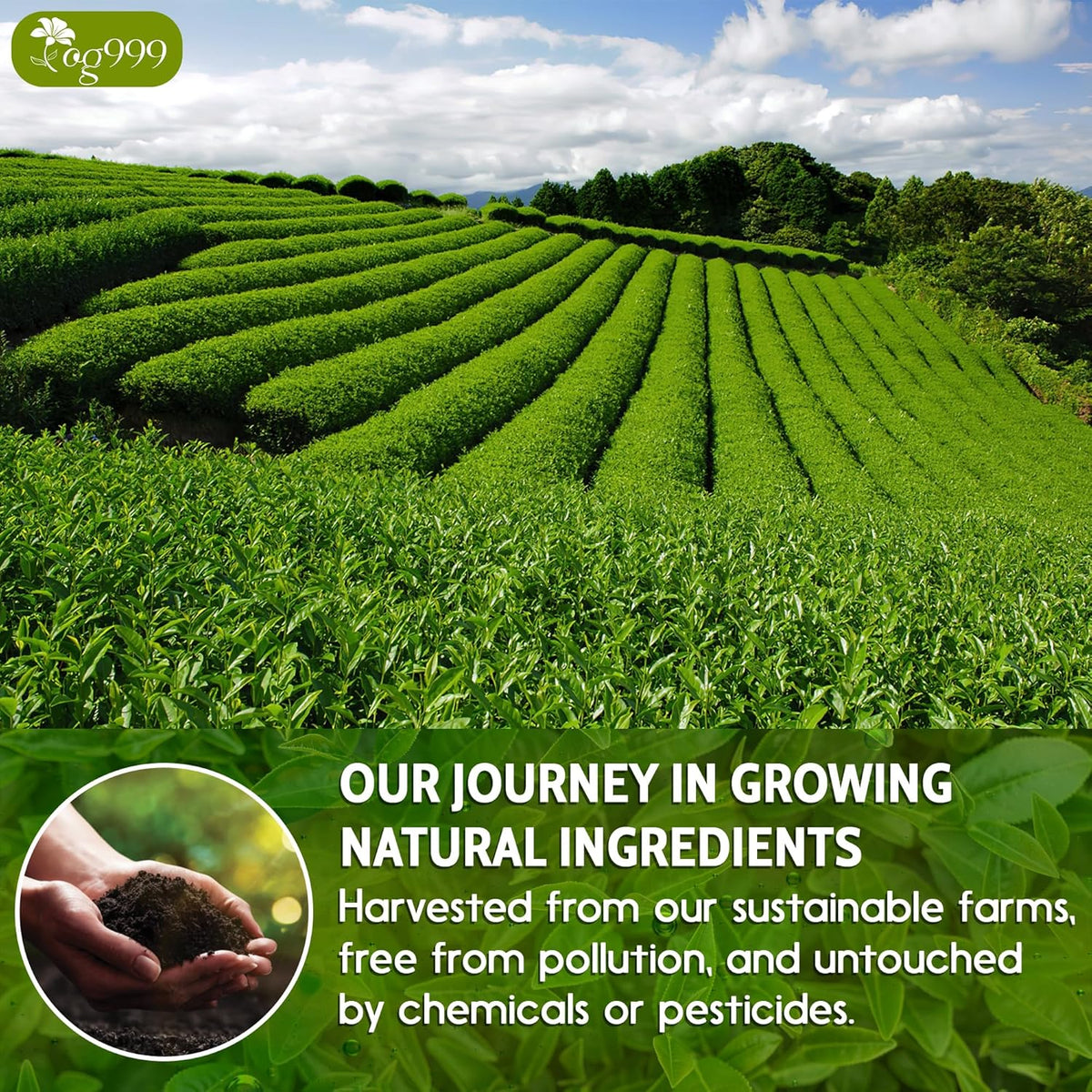 Premium Sencha Green Tea Bags