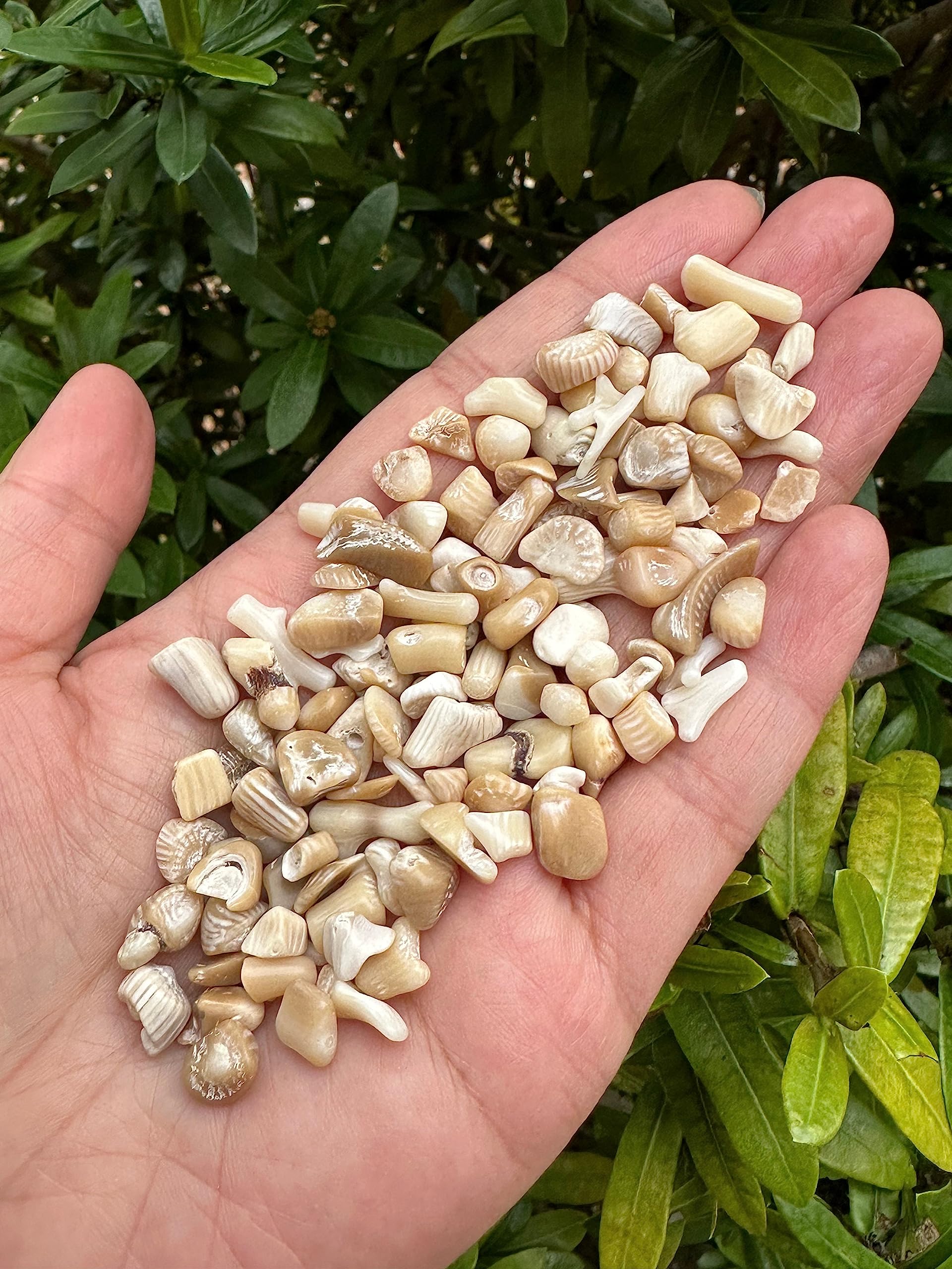 GAF TREASURES 2 oz Lot Natural Semi Tumbled Gemstone Chips, Crushed Mini Crystals, Undrilled Crystal Chips (White Bamboo Coral)