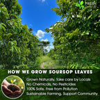 Premium Soursop Graviola Leaf Tea Bags