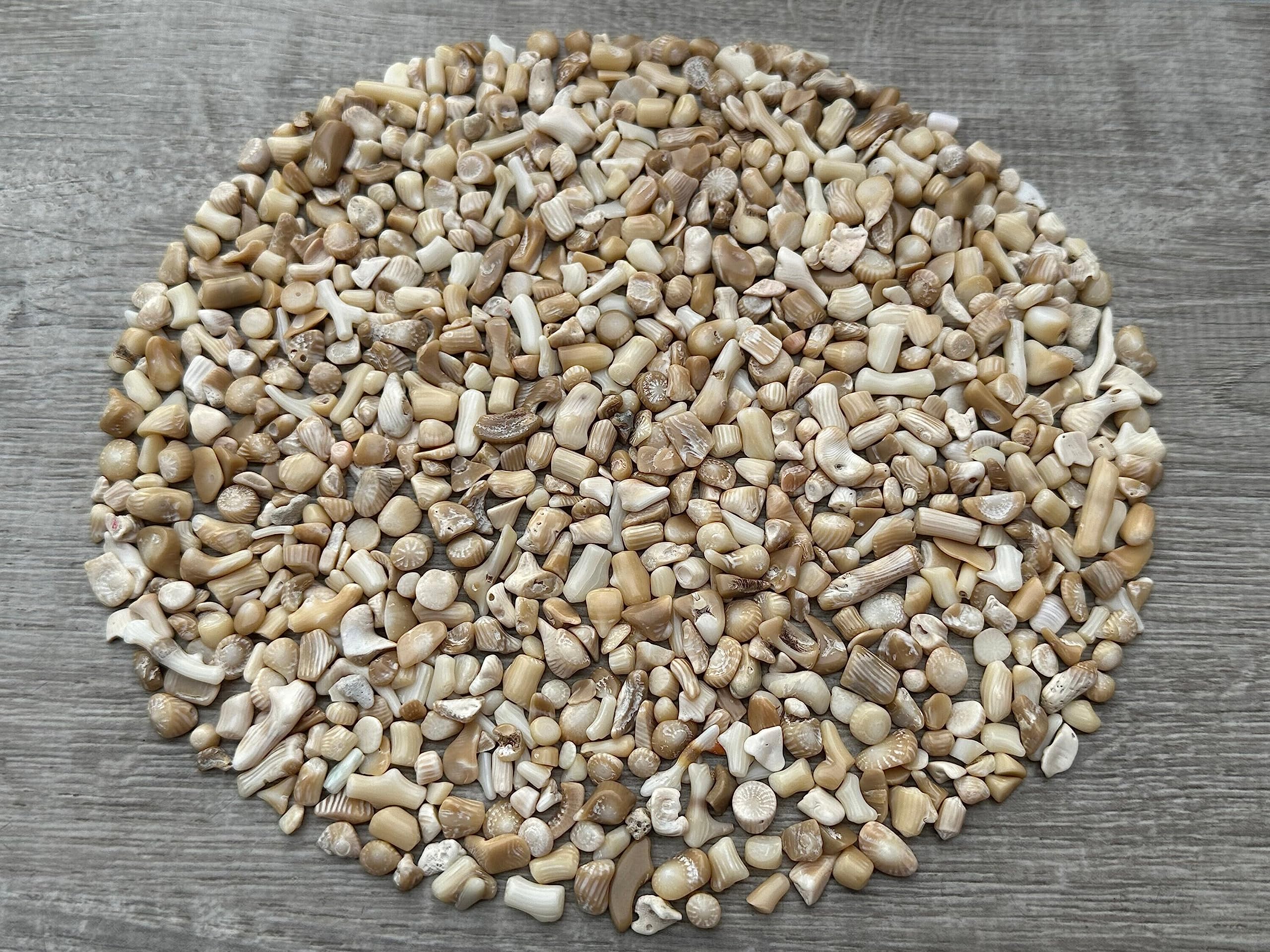 GAF TREASURES 2 oz Lot Natural Semi Tumbled Gemstone Chips, Crushed Mini Crystals, Undrilled Crystal Chips (White Bamboo Coral)