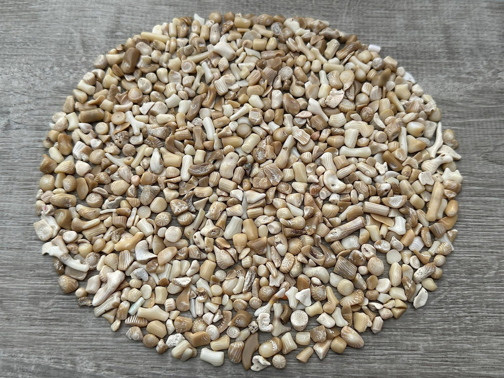 GAF TREASURES 2 oz Lot Natural Semi Tumbled Gemstone Chips, Crushed Mini Crystals, Undrilled Crystal Chips (White Bamboo Coral)