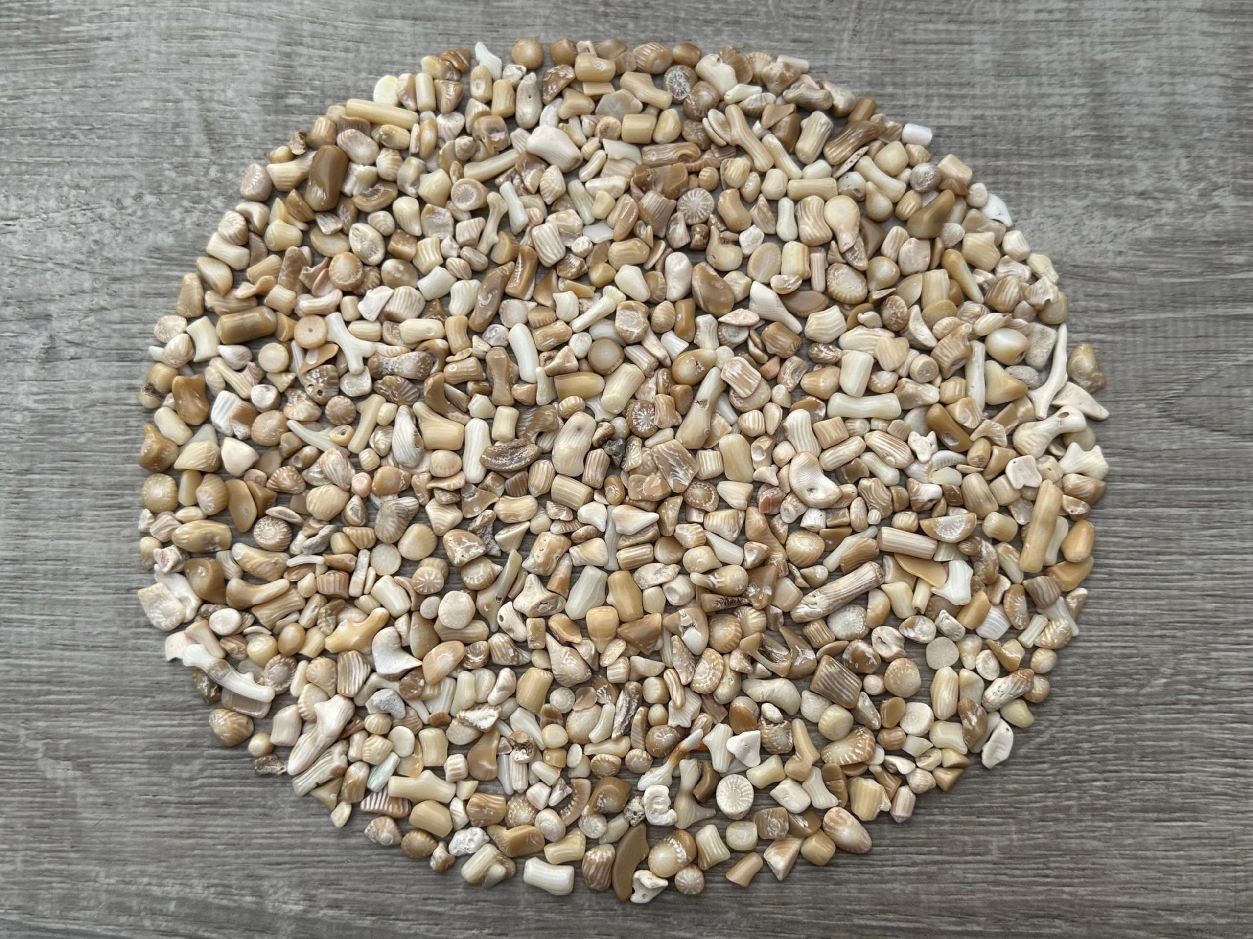 GAF TREASURES 2 oz Lot Natural Semi Tumbled Gemstone Chips, Crushed Mini Crystals, Undrilled Crystal Chips (White Bamboo Coral)