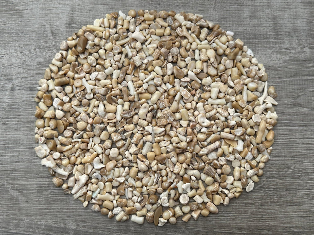 GAF TREASURES 2 oz Lot Natural Semi Tumbled Gemstone Chips, Crushed Mini Crystals, Undrilled Crystal Chips (White Bamboo Coral)