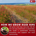 Premium Rosehip Tea Bags