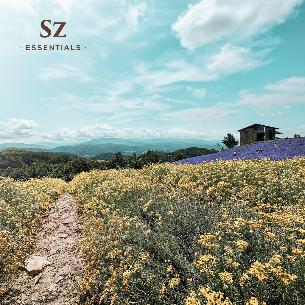 Sz Essentials - Helichrysum 100% Pure, Essential Natural Oil - Extracted from Helichrysum Italicum Immortelle - Pleasant & Sweet