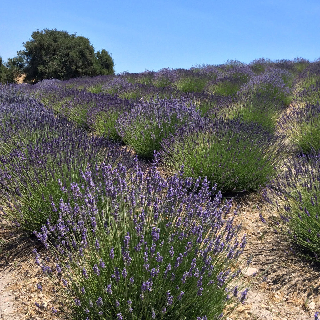 (Certified Organic)™ Lavender Sachet