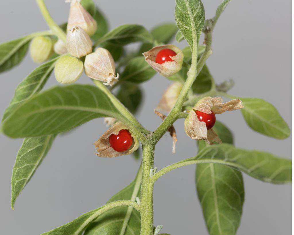 My Balance Nutrisentials Organic Ashwagandha - An Ancient Treasure