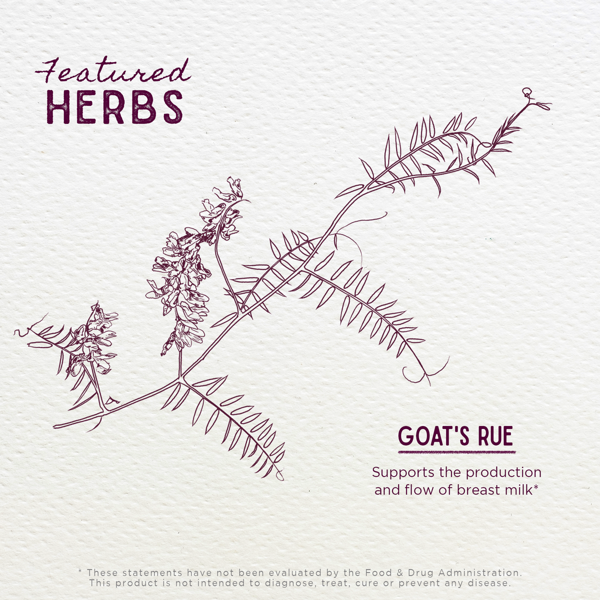 Goat's Rue Tincture, Lactation Aid