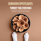 Organic Mushroom Complex for Dogs