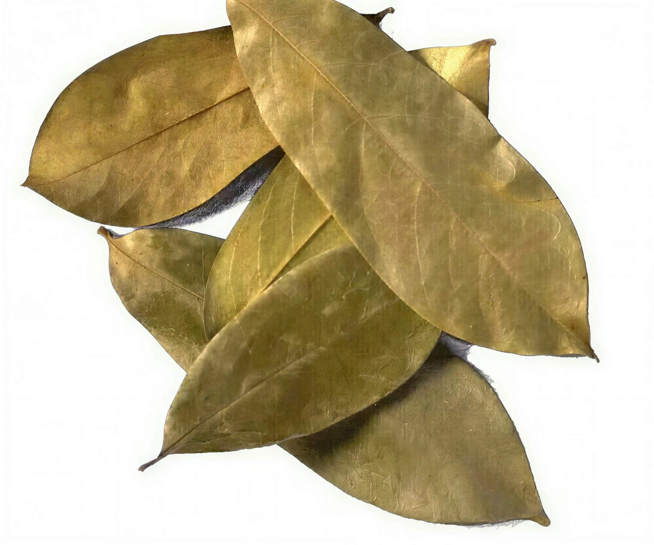 Soursop Leaves(2oz.)